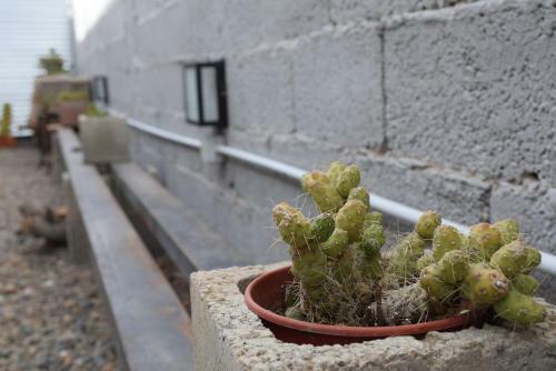 Apartamento Cactus