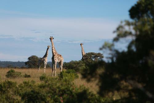 Lodge Mansfield Game Reserve
