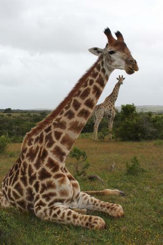 Lodge Mansfield Game Reserve
