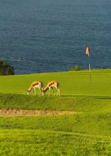 Bed & Breakfast Mossel Bay Golf Lodge