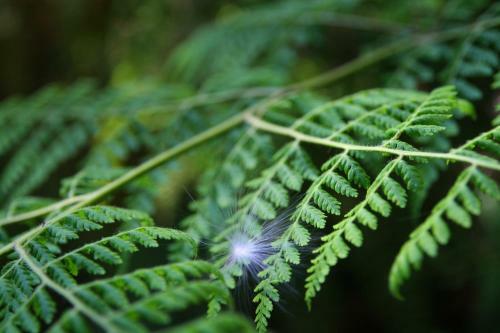 Hostal Forest Edge - Nature Lovers' Retreat