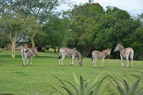 Lodge Three Cities Tala Private Game Reserve