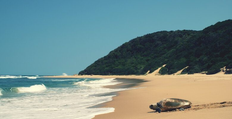 Thonga Beach Lodge