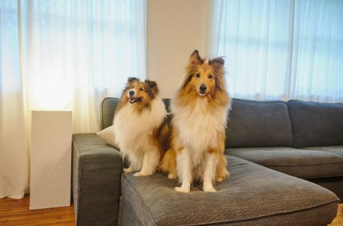 Stylish & Renovated Home // Pet Friendly