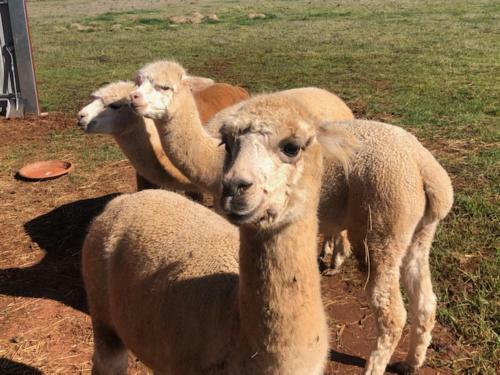 Hostal New Horizons Farm Stay