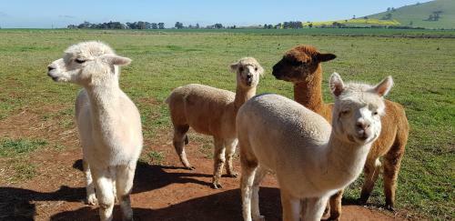 Hostal New Horizons Farm Stay