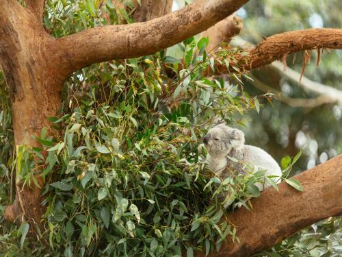Hotel Wildlife Retreat At Taronga
