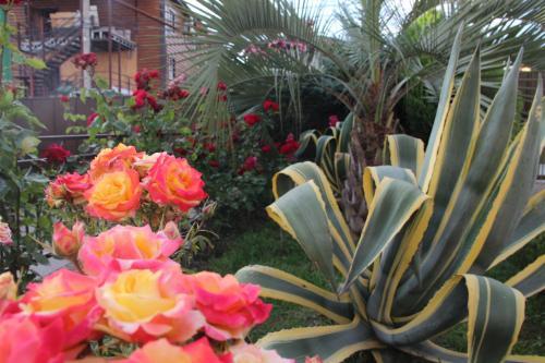 Hostal Guest House Planet Mov