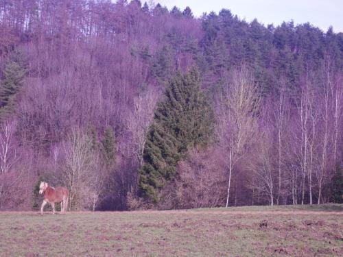 Snug Holiday Home In Aywaille With Sauna, Jacuzzi, Netflix