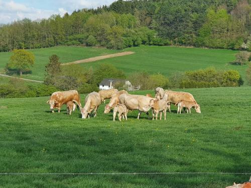 Vakantiehuis Durbuy Nature