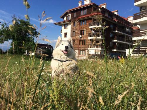 Apartments Four Leaf Clover Bansko To Rent