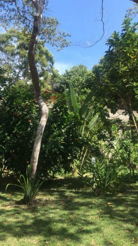 Monkey Forest Chal� And Camping