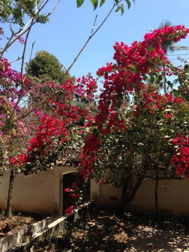 Bed & Breakfast Casa Flor Paquet�