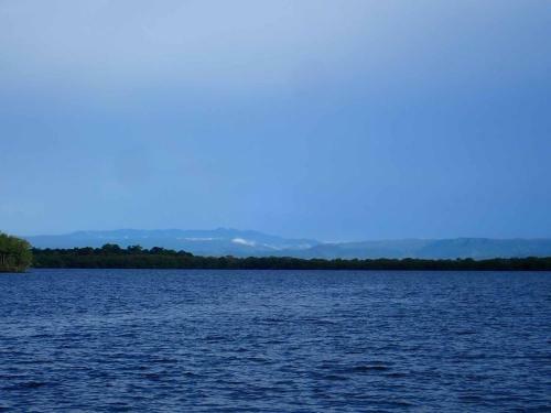 Mahogany At Bay's Edge