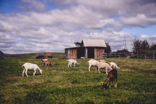 Auberge Dans Les Bras de Morph�e B&B
