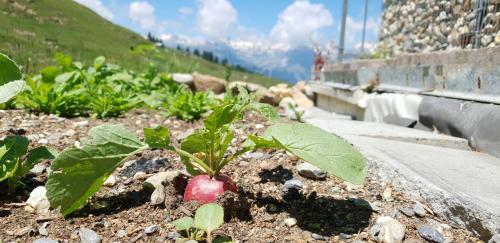 Posada B�ndner Rigi