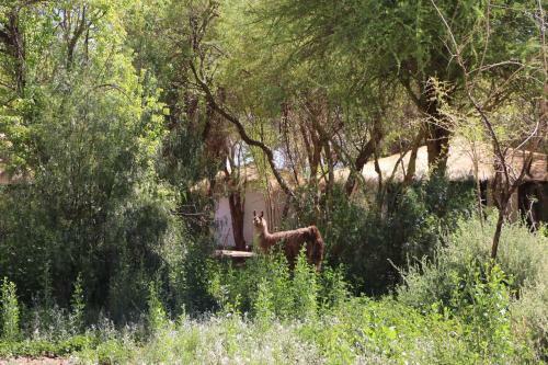 Lodge Atacama Horse