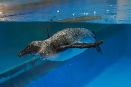 Hotel Big White Whale Ocean Exploration World