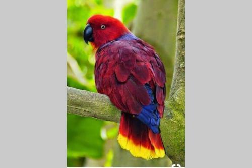 Apartamento Red Parrot San Antonio