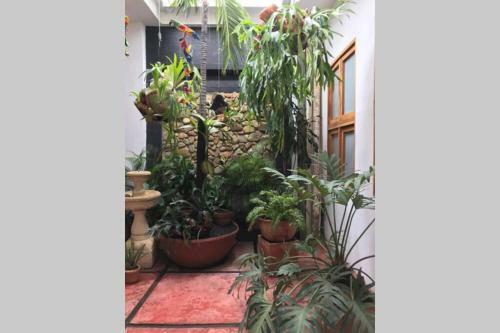 Apartamento Yelow Parrot San Antonio