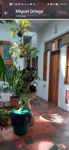 Apartamento Yelow Parrot San Antonio