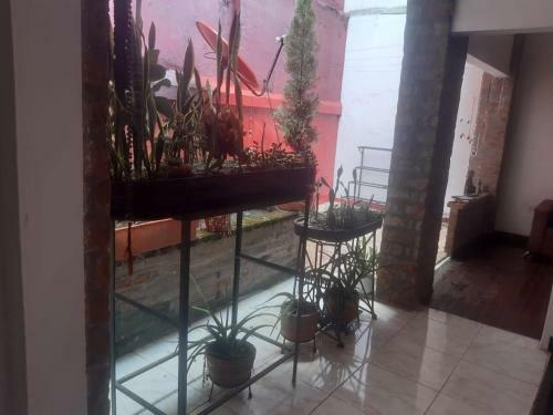 Apartamento Parrot Browm Pe�on