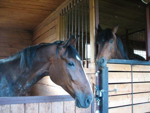 Hostal Happy Horse