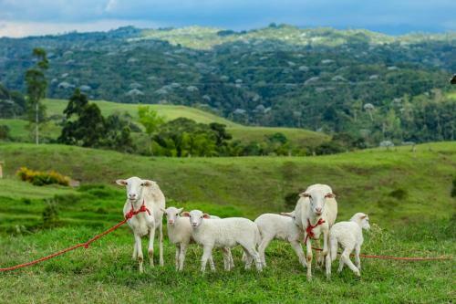 Ecohotel Monte Tierra Habitaciones Y Glamping