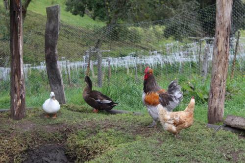 Espectacular Caba�a Campestre Con Granja