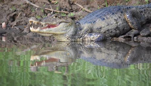 Kingfisher Lodge & Tours