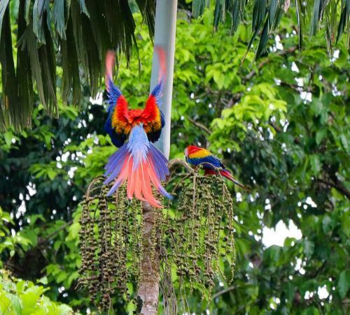 Hotel Citronela Lodge Corcovado