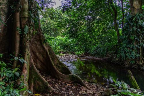 Hotel Noah's Forest By Tifakara