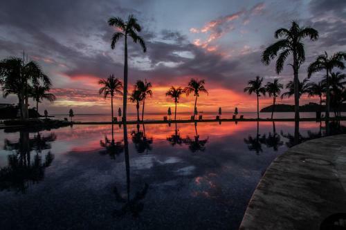 Palms 12