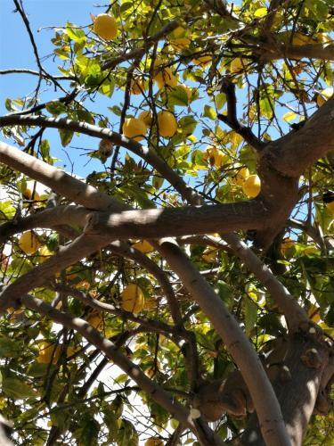 Lemon Tree Courtyard