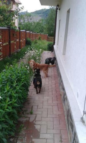 Hostal Pension Piatra Craiului
