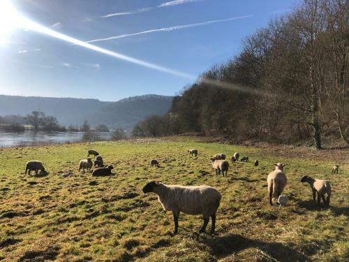 Bed & Breakfast Camping Am Bootshaus