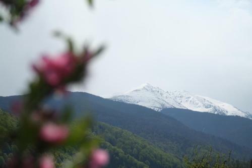 Hostal Pension Belmonte
