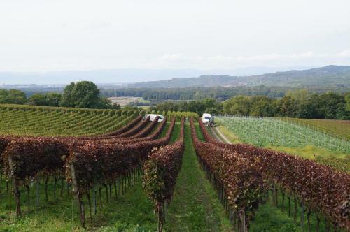 Apartamento Weingut Landmann Ferienwohnungen