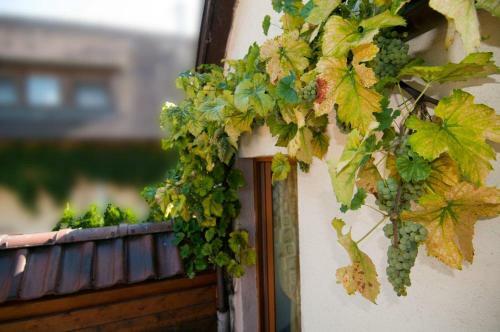 Apartamento Weingut Landmann Ferienwohnungen