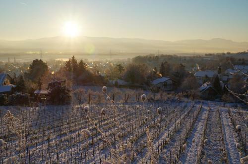 Apartamento Weingut Landmann Ferienwohnungen