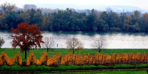 Hotel G�stehaus Rheinblick