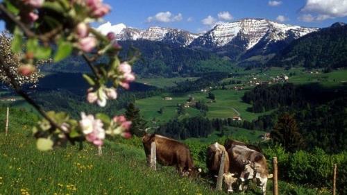 Apartamento Fewo Aich, Oberstaufen/steibis
