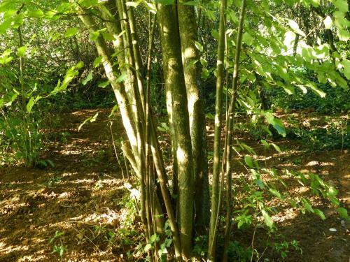 Apartamento Ehemalige Roseng�rtnerei
