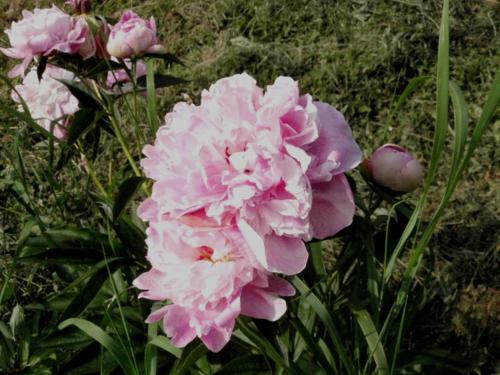 Apartman75