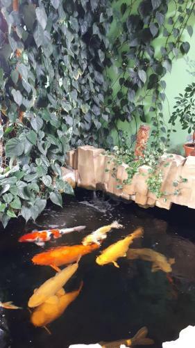 Hostal Apartm�n Koi