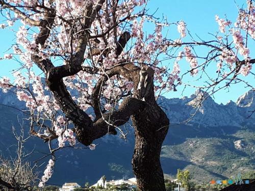 Vh Costablanca - Pinos