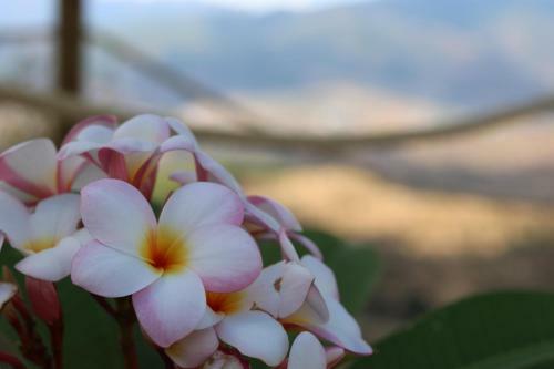 Apartamento Casa Eden - Rainforest Suite With View