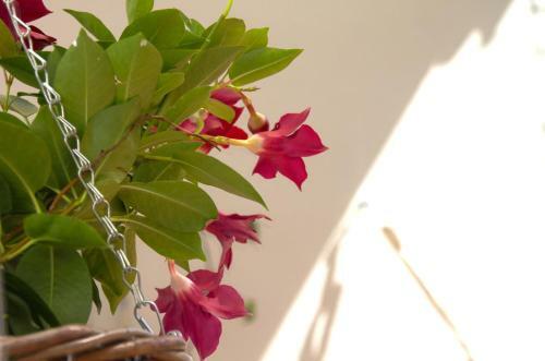 Apartamento Casa Tortilla Sant Antoni
