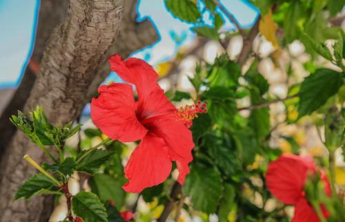 Hotel Vila Channa - Adults Only