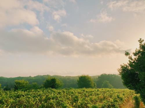 Can Buf� - Hotel & Restaurant & Winery